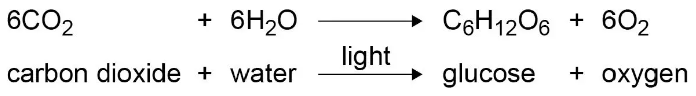<p><mark data-color="#ffffff" style="background-color: rgb(255, 255, 255); color: inherit;">Oxygen</mark> - Increases due to plant photosynthesis:</p><ul><li><p>Algae and plants produced the oxygen that is now in the atmosphere by photosynthesis</p></li></ul><ul><li><p>Algae first produced oxygen about 2.7 billion years ago, and soon after, this oxygen appeared in the atmosphere. Over the next billion years, plants evolved, and the percentage of oxygen gradually increased to a level that enabled animals to evolve.</p></li></ul><p></p>