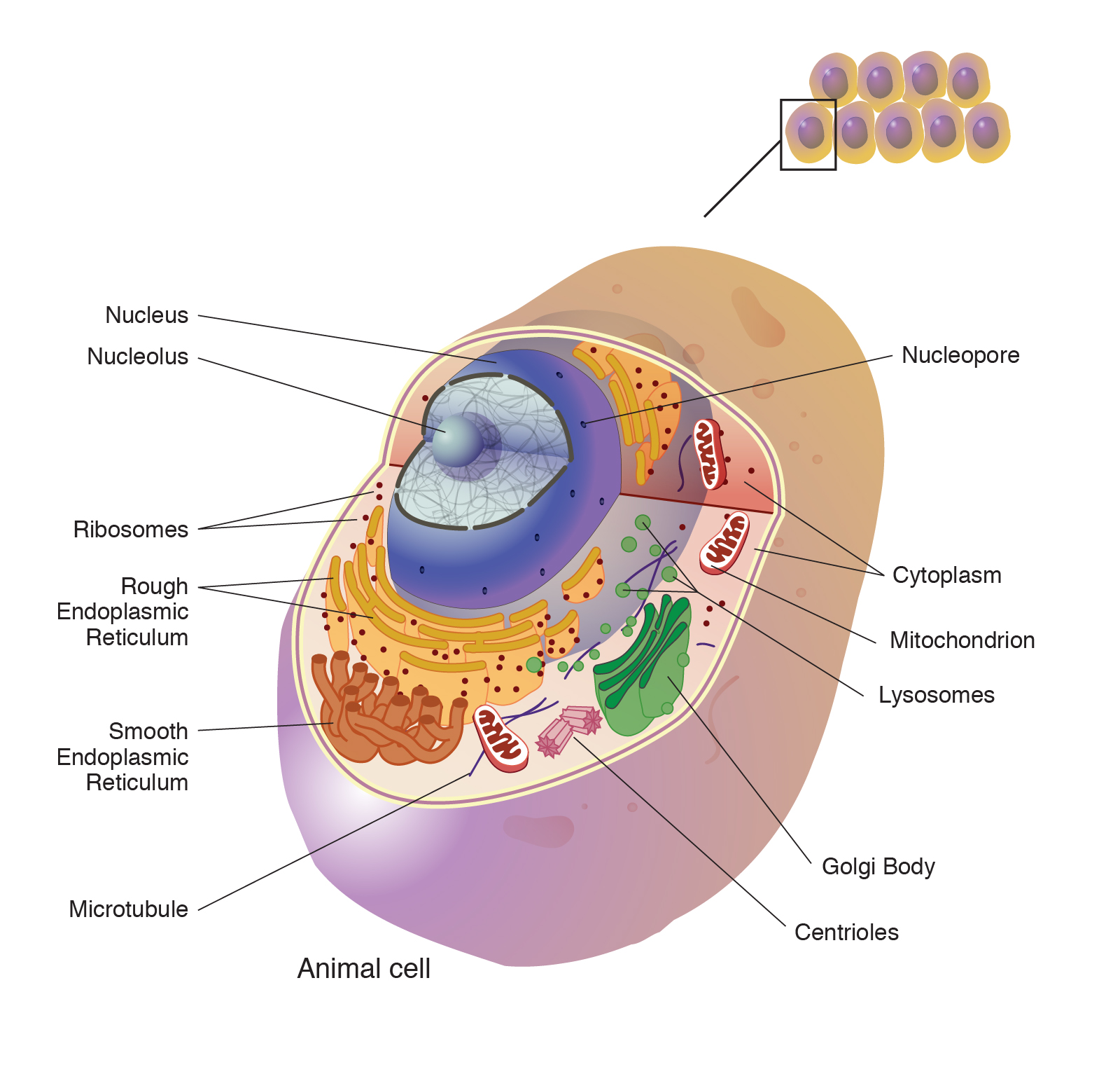 <p>name it → see it</p><p><em>the skin</em>, the boundary of the organelle keeps things in place</p>