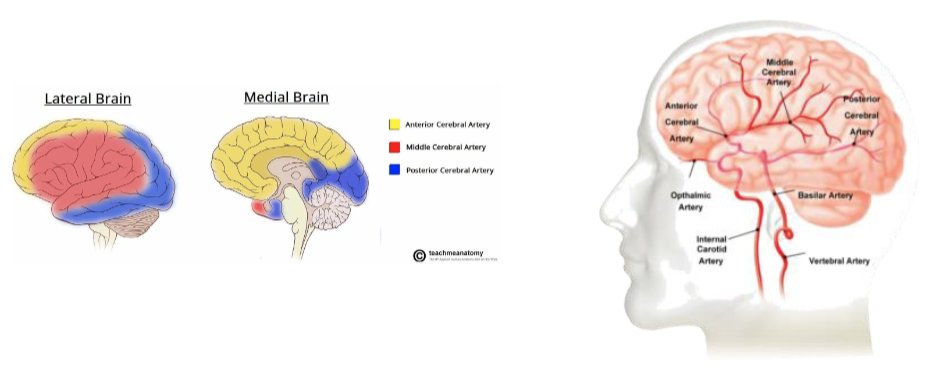 <p>Middle cerebral artery is the most common place for strokes to occur</p>