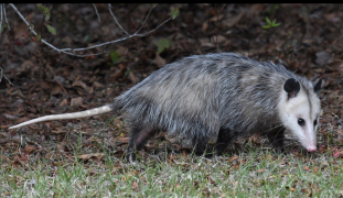 <p>What is the name and taxonomy of the species?</p>