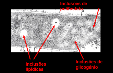 <ul><li><p>nucleóide</p><ul><li><p>não existe invólucro nuclear</p></li><li><p>60% DNA circular (plasmídeos) + RNA + proteínas (não são histonas)</p></li></ul></li><li><p>inclusões ou corpos de inclusão: são grânulos de armazenamento de lípidos, polissacarídeos, polifosfatos, enxofre, páptidos ou magnetossomas</p></li><li><p>vesículas (vacúolos) de gás constituídos por proteínas→ cianobactérias</p></li></ul><p></p>