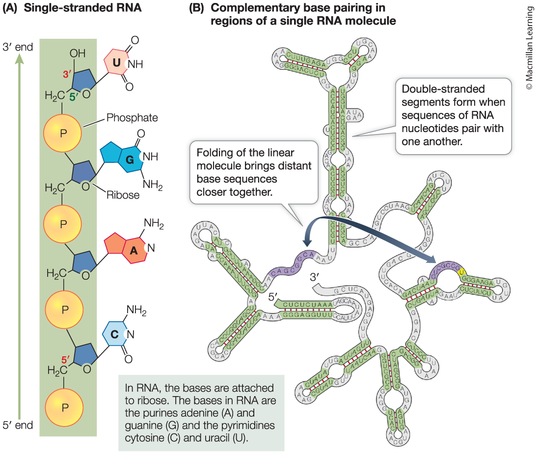 <p>Ribonucleic acid (RNA)</p>