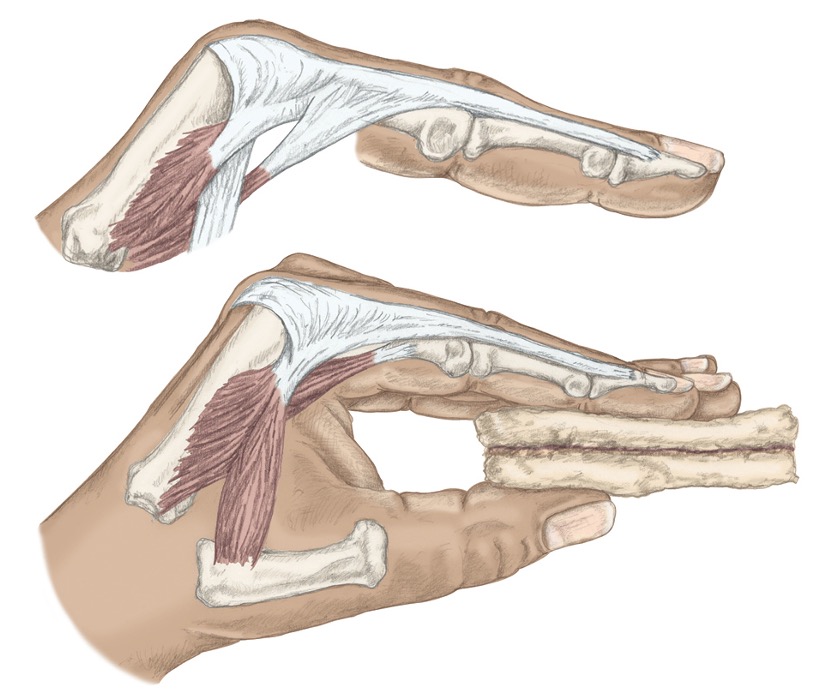 <p><span>dorsal interossei</span></p><p style="text-align: left;"><span>palmar interossei</span></p><p style="text-align: left;"><span>lumbricals</span></p><p style="text-align: left;"><span>flexor digiti minimi&nbsp;</span></p><p style="text-align: left;"><span>ex: holding sandwich</span></p>