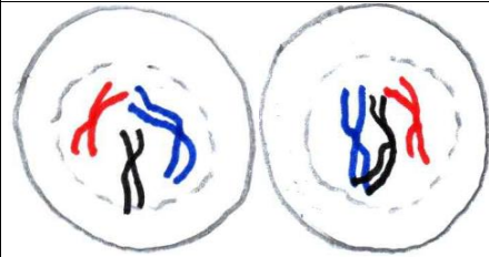 <p>cellule fille : </p><ul><li><p>ADN chaque chromosome double se condense</p></li><li><p>membrane nucléaire disparaît</p></li></ul><p></p>