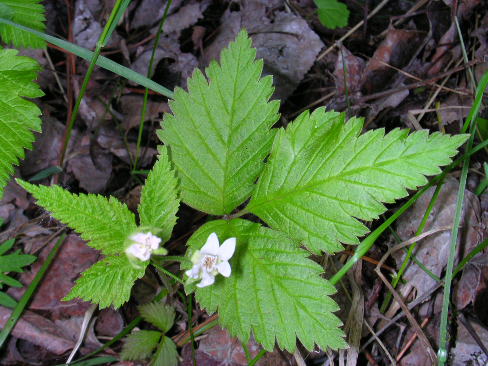 <p>Rubus pubescens</p>