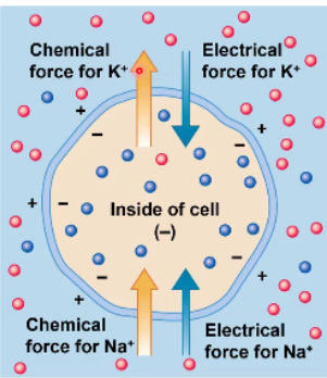 <p>As the electrical force grows the <strong>chemical force</strong> is affected  causing </p><ul><li><p>the K+ outflow to  _____</p></li><li><p>the Na+ inflow to  ______</p></li></ul><p></p>
