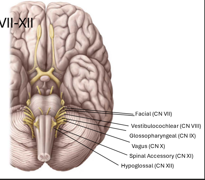 <p>CN VII and VIII - between pons and medulla (CN VI also in this region)</p><p>CN IX - XI are lateral to the medulla oblongota, behind the olive</p><p>CN XII more medial between pyramid and olive</p>