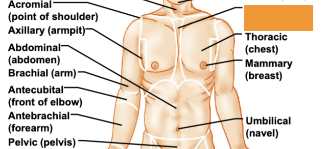 <p>breastbone</p>