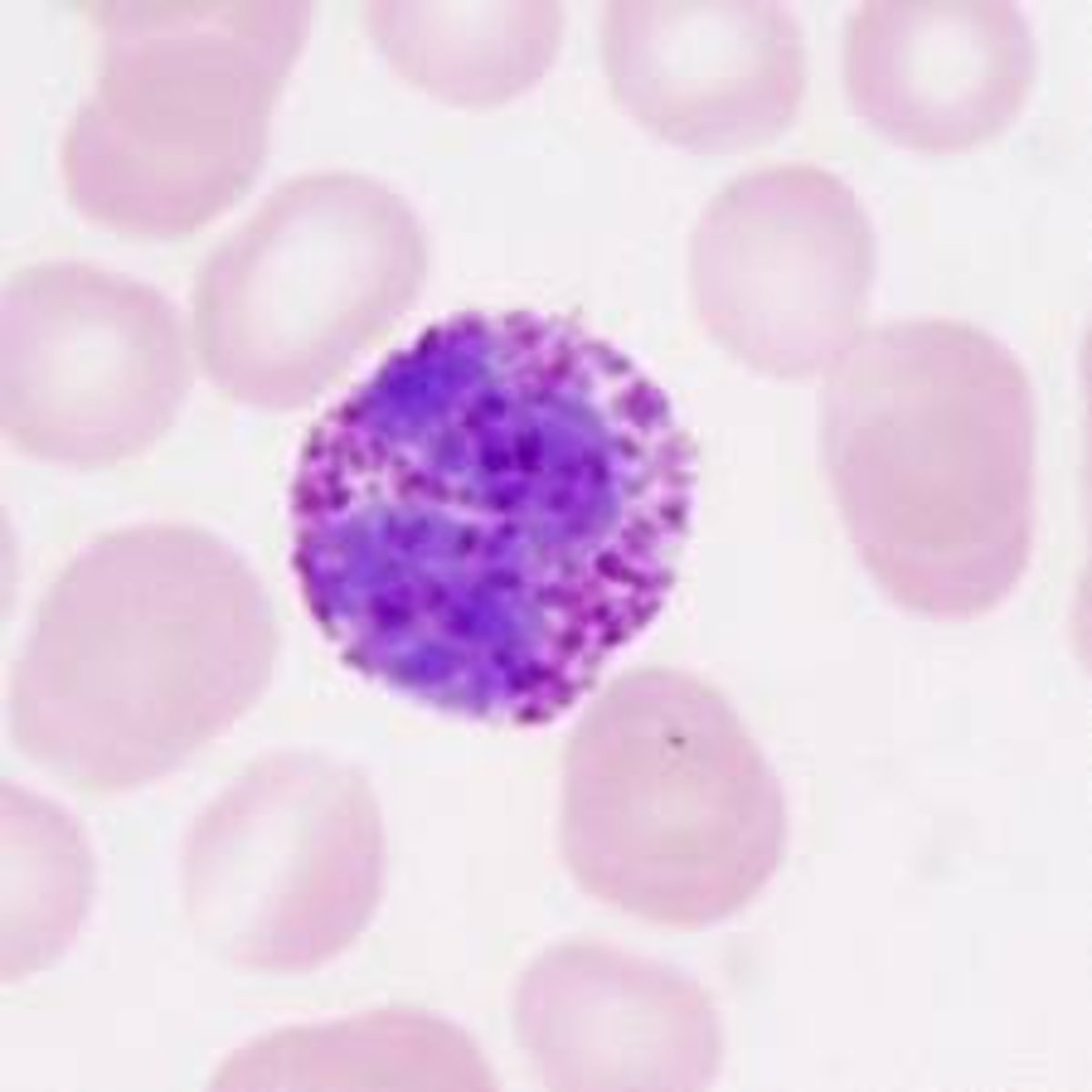 <p>Name this cell</p>