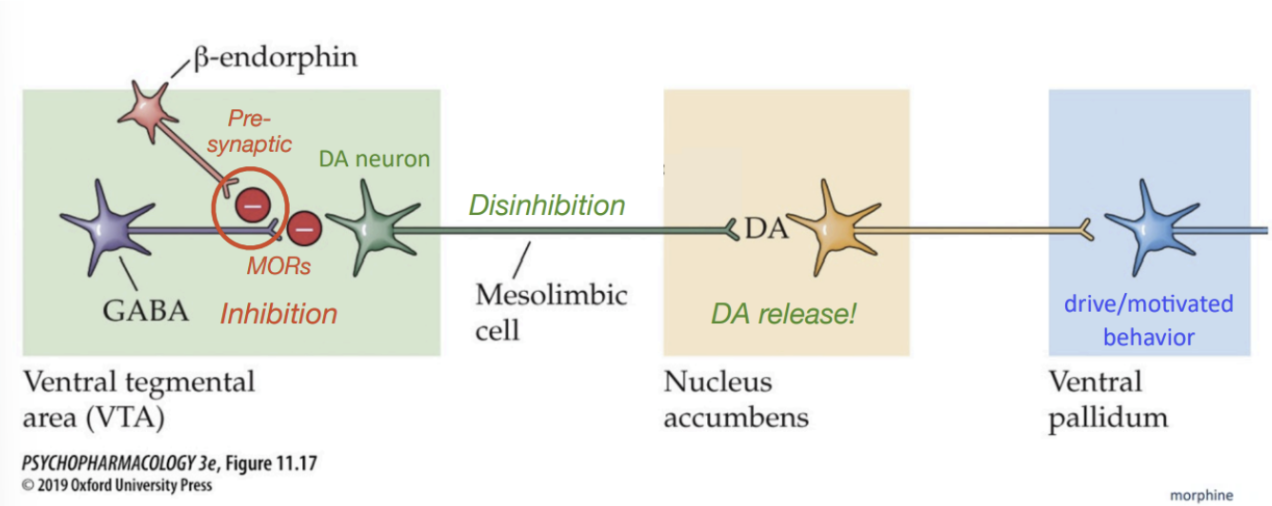 <ul><li><p><span style="background-color: transparent;">Beta-endorphins (&amp; exogenous opioids) bind <u>presynaptic</u> MORs on GABA neurons → inhibit Ca2+ channels</span></p></li><li><p><span style="background-color: transparent;">This block GABA release onto DA neurons in VTA → disinhibition of DA neurons.&nbsp;</span></p></li><li><p><span style="background-color: transparent;">Results in increased DA release in NAc (reinforcement)</span></p></li></ul><p></p>