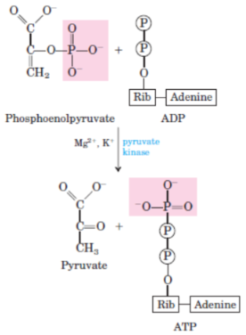 <p>10th step of glycolysis</p><p>catalysed by <strong>pyruvate kinase</strong></p>