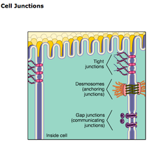 <p>a specialized connection of two adjacent animal cell membranes such that the space usually lying between them is absent</p>