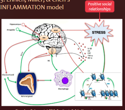 <p>caregiving adversity —> stress —> INFLAMMATION —> poor immune function —> poor health &amp; risk for disease </p>