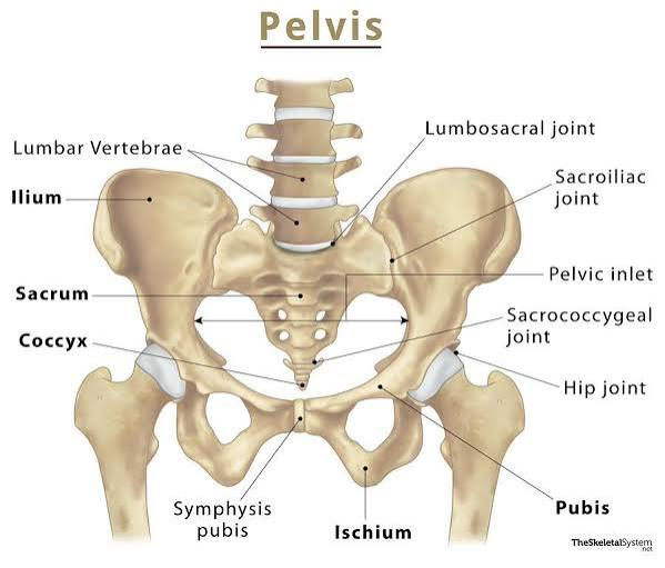<p>Composed of ilium, ischium, and pubis.</p><p>(1) Ilium (large superior and lateral fanned out area)</p><p>(2) Pubis (medial and anterior area)</p><p>(3) Ischium (inferior and posterior area)</p>