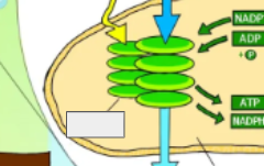 <p>photosynthesis cycle: name the step </p>