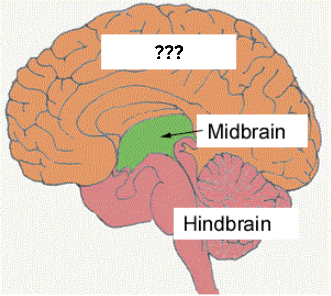 <p>The front chunk of the brain; includes cerebral cortex, thalamus, and hypothalamus; manages complex cognitive activities, sensory and associative functions, and voluntary movement.</p>
