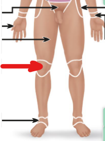 <p>the knee (anterior view)</p>