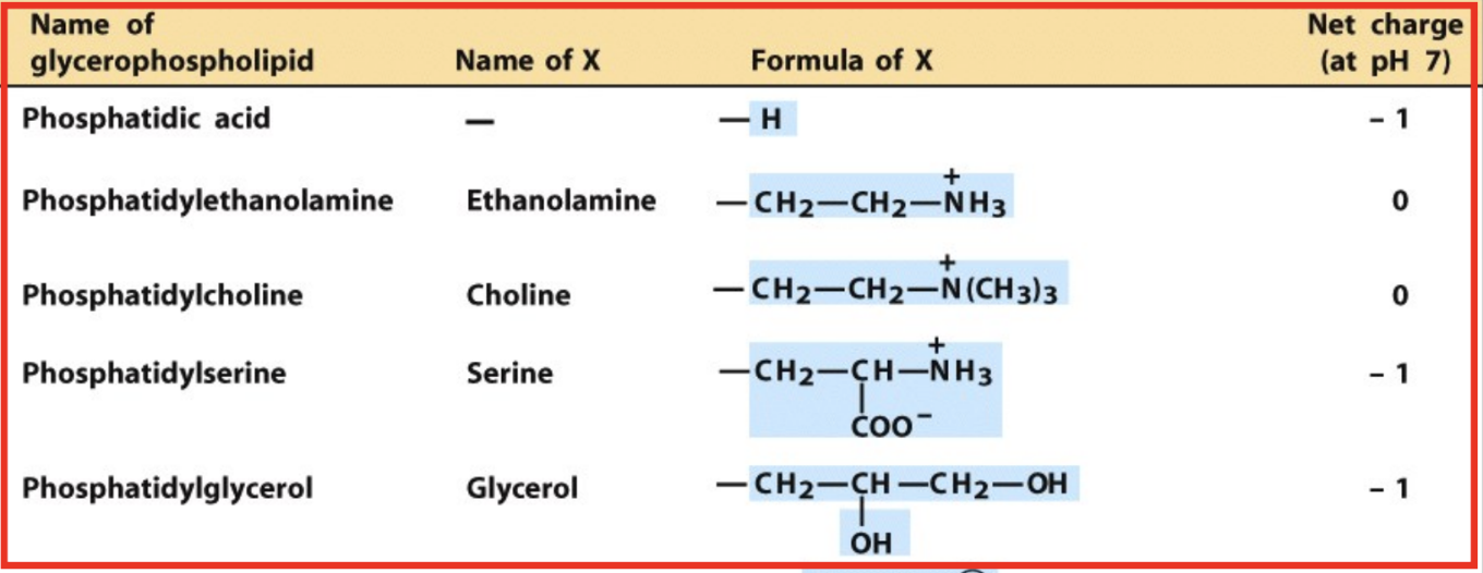 <p>Which phospholipids are negatively charged at pH 7?</p>