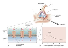 <p>A depolarization of the postsynaptic membrane due to the influx of Na+ ions.</p>