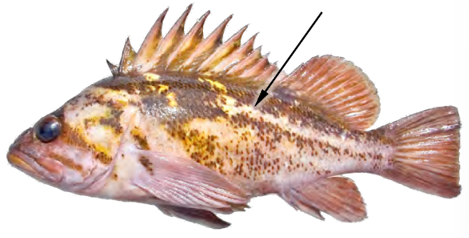 term image
