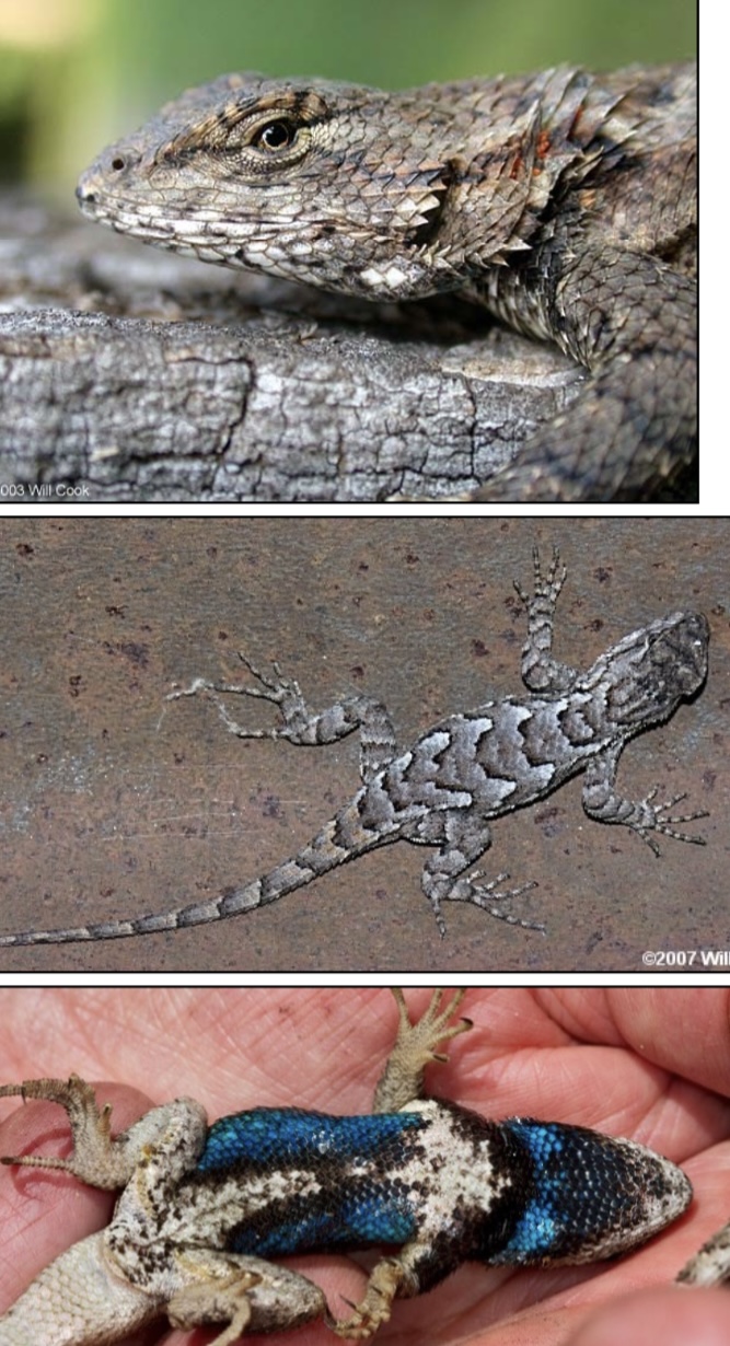 <p>Common Name: Eastern Fence Lizard</p><p>Family: Phrynosomatidae</p><p>ID: Strongly keeled, overlapping scales; grayish dorsum; males with blue blotches on venter and under throat</p><p>Statewide Distribution</p><p>Males highly territorial, using push-ups to defend territories and in courtship</p>