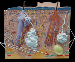 <p>Takes blood back to the heart</p>