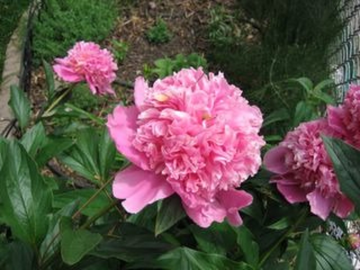 <p>une pivoine</p>