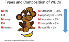 <p>Determines the percentage of each blood cell type in a person. </p><p>A blood smear is stained, and the percent of the different WBC types in a person's blood are determined. This is important in diagnosing clinical conditions where one type of white blood cell is elevated. For example, patients with an increased percentage of eosinophils may be having an allergic reaction to something.</p>