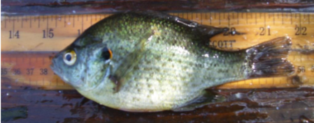 <p>What fish is this</p>