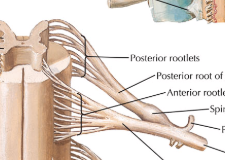 <p>Contains a motor and sensory portion, emerging from both the dorsal and ventral roots of the spinal cord </p>