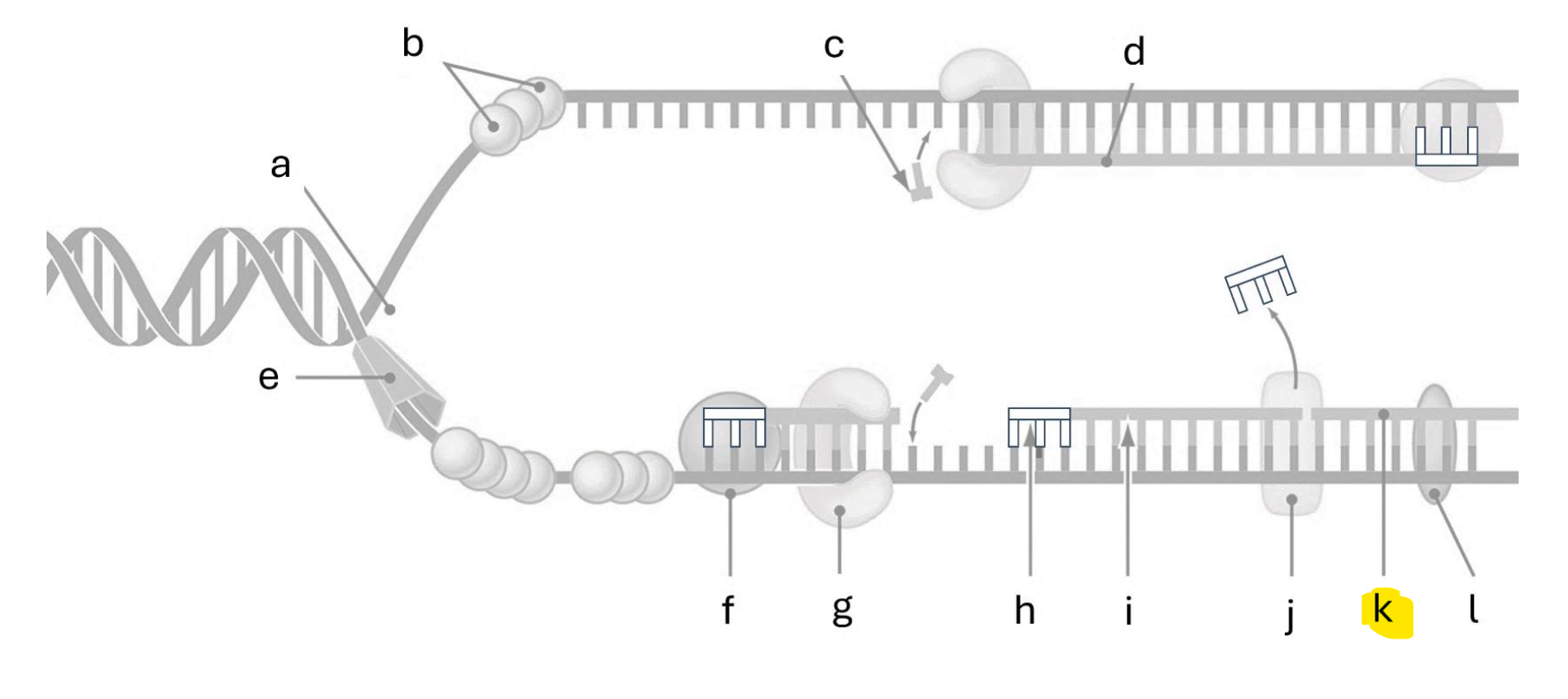 <p>Lagging Strand</p>