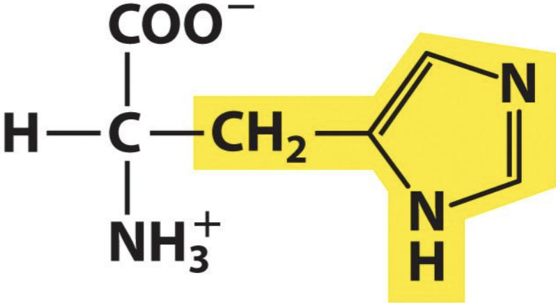 <p>Histidine</p>