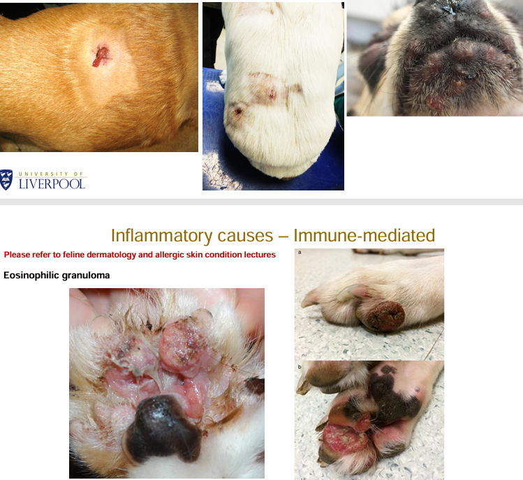 <ul><li><p>(Juvenile) Sterile granulomatous dermatitis and lympadenitis</p></li><li><p>Sterile pyogranulomatous dermatitis and panniculitis</p></li><li><p>Eosinophilic granuloma</p></li></ul><p></p>