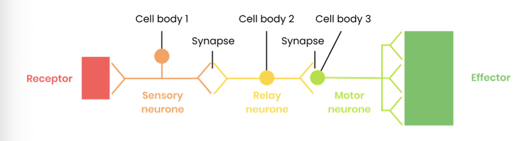 <ul><li><p><strong>rapid</strong> as only 3 neurones and few synapses </p></li><li><p><strong>autonomic</strong> ( doens’t involve conscious regions of the brain )<strong> so doesn’t have to be learnt</strong></p></li><li><p><strong>protects</strong> from <strong>harmful</strong> <strong>stimuli</strong> eg. escape predators / prevents damage to body tissues </p></li></ul><p></p>