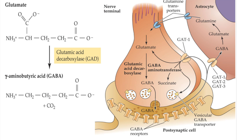 <p>glutamate inside the cell is converted into GABA by enzyme glutamic acid (decarboxylase)</p><ul><li><p>glutamate â GABA (done through regular excitosis)</p></li><li><p>GABA is then stored in vesicles transported by vGATs - vesticular GABA transporter</p></li><li><p>which is then released through conventional mechanisms likes excitosis to then bind GABA to receptors</p></li><li><p>is now taken back up into the same cell through transporters to be converted back to glutamate</p></li></ul><p></p>