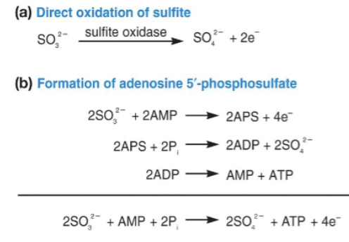 <ul><li><p>chemolithotroph</p></li><li><p><span style="background-color: transparent;"><strong>electron donors</strong>: H<sub>2</sub>S (hydrogen sulfide), S<sup>0 </sup>(elemental sulfur), S<sub>2</sub>O<sub>3</sub><sup>2-</sup> (thiosulfate), SO<sub>3</sub><sup>2-</sup> (sulfite)</span></p></li><li><p><span style="background-color: transparent;">final oxidation product: SO<sub>4</sub><sup>2-</sup> (sulfate)</span></p></li><li><p><span style="background-color: transparent;">pathways</span></p><ul><li><p><span style="background-color: transparent;"><strong>Sox system</strong> (Sulfite oxidase): direct oxidation → electrons → ETC</span></p></li><li><p><span style="background-color: transparent;"><strong>APS pathway</strong> (adenosine 5’ triphosphate): produce ATP via. substrate-level phosphorylation</span></p></li></ul></li><li><p><span style="background-color: transparent;">species found in very acidic environments</span></p></li></ul><p></p>
