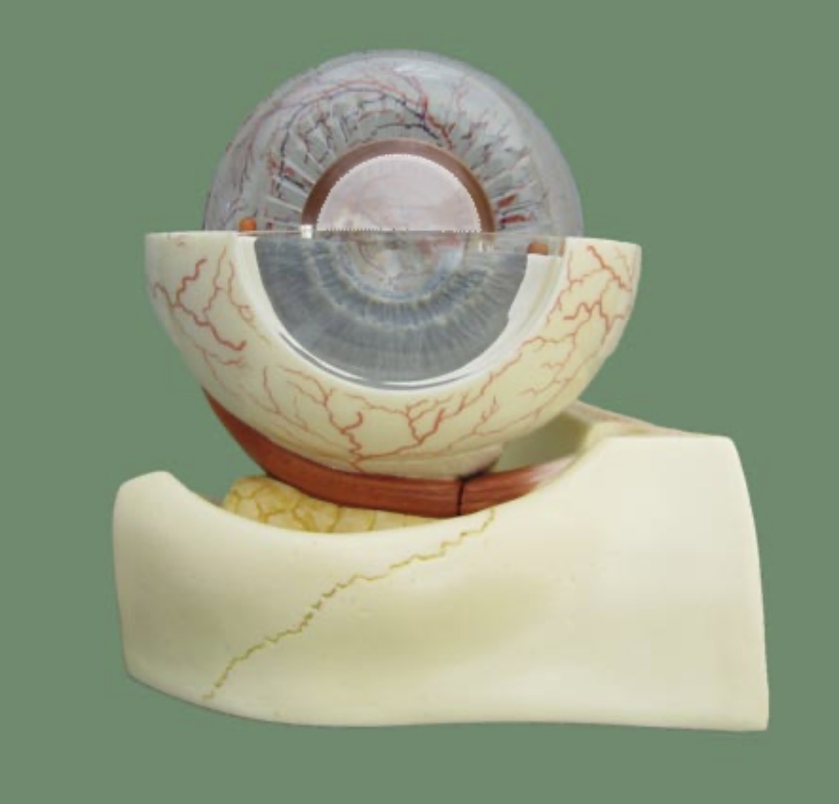 <p>transparent structure that changes shape to focus light onto the retina</p>