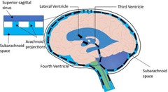 <p>What is cerebrospinal fluid and where is it found?</p>