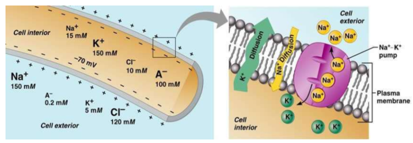 <p>What three influences produce a neuron's negative resting membrane potential?</p>