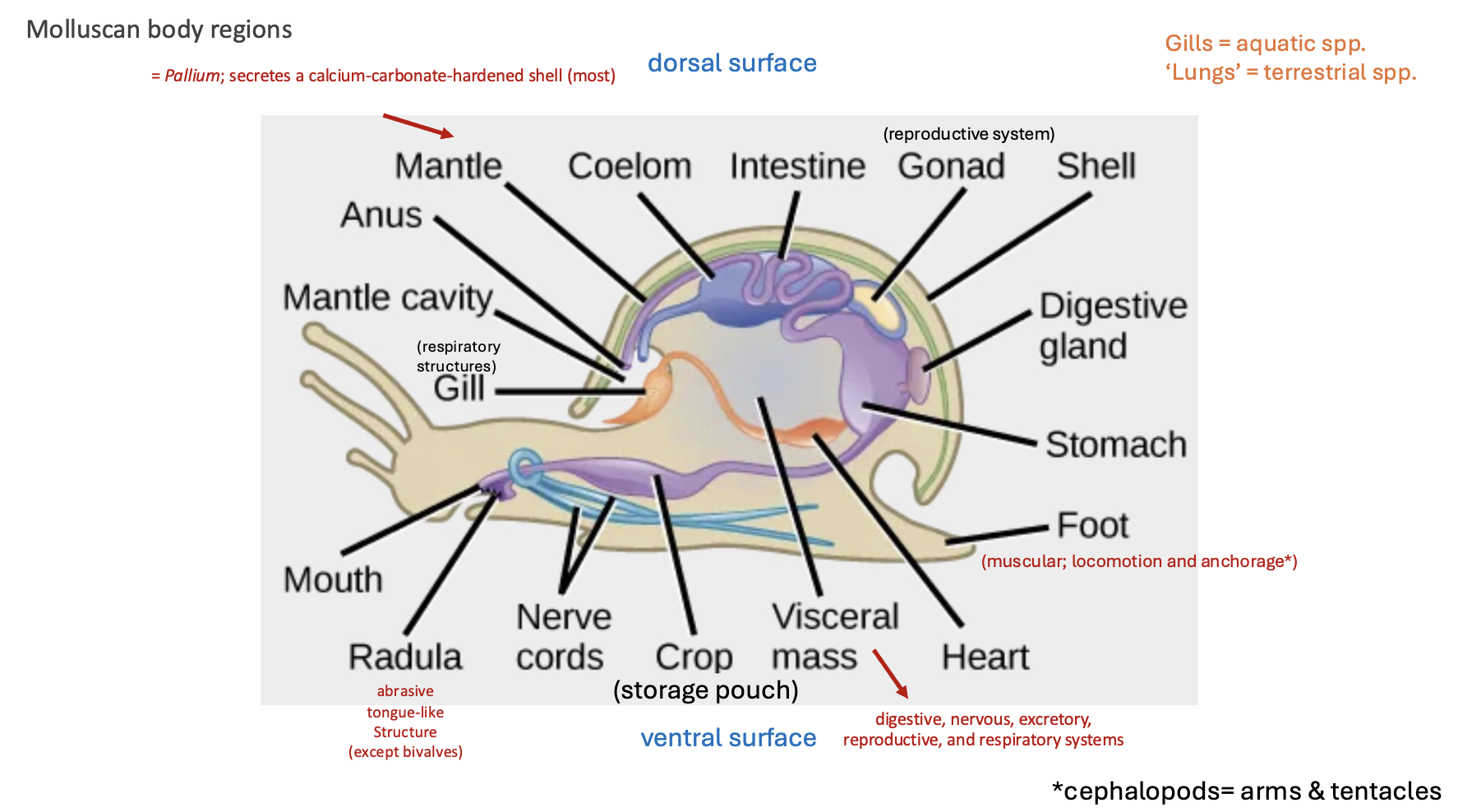 <p>MOLLUSCAN BODY REGIONS (3 Sections, 5-4-4)</p>