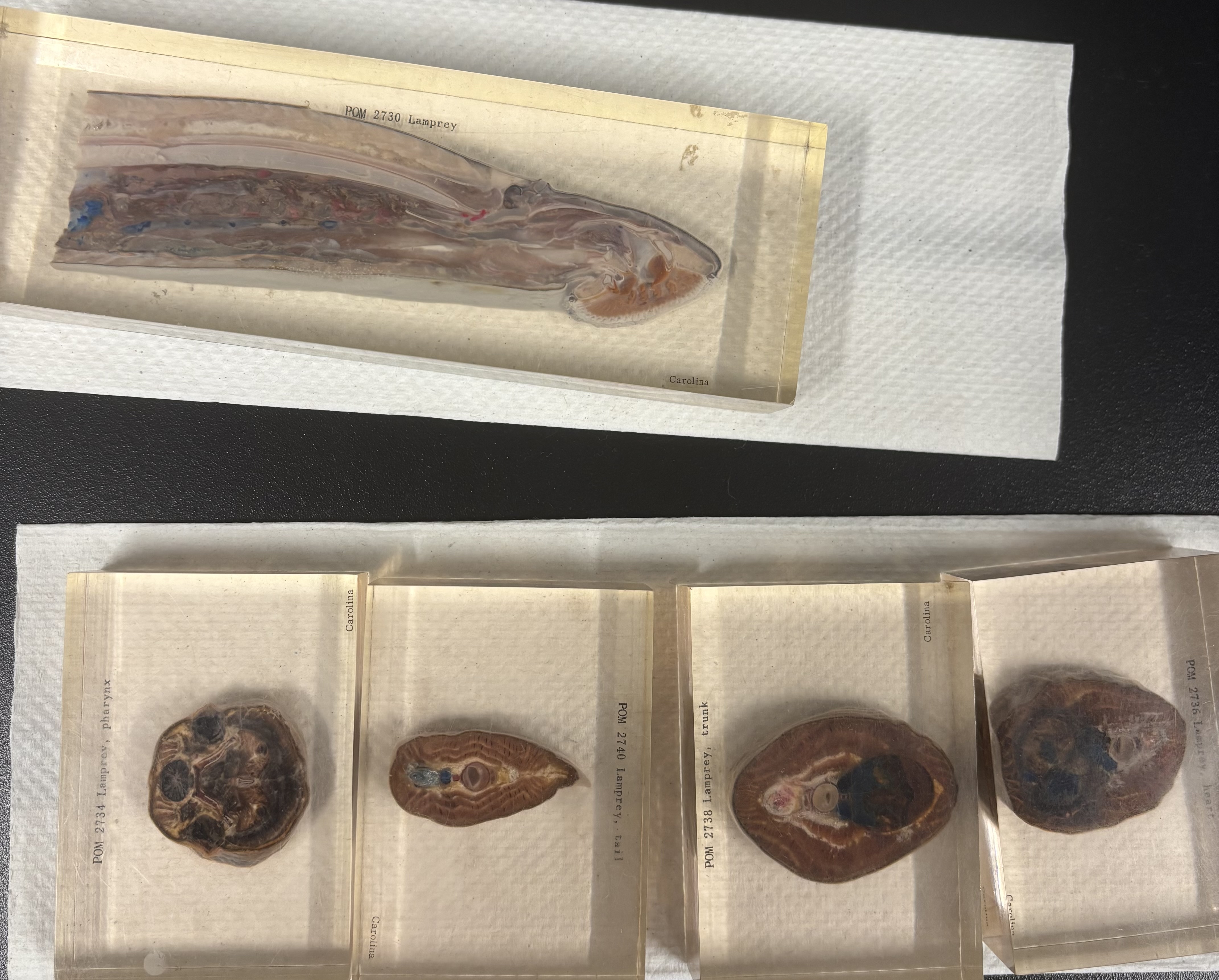 <p>What are these (phylum, subphylum, superclass, common name)?</p>