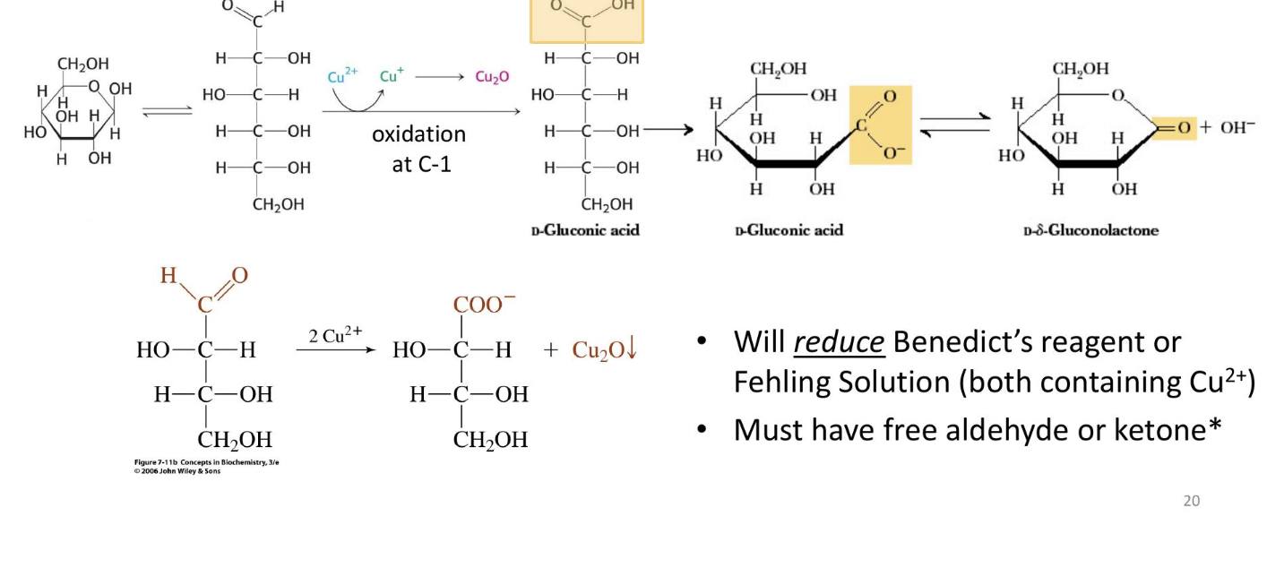<p>Sugar Acids: Formed from sugars with free anomeric carbons (reducing sugars) via the reduction of oxidizing agents</p><ul><li><p>will reduce a benedicts reagent or fehling solution (must have a free aldehyde or kettone</p></li></ul><p></p>