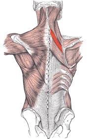 <p>Adducts scapula</p>