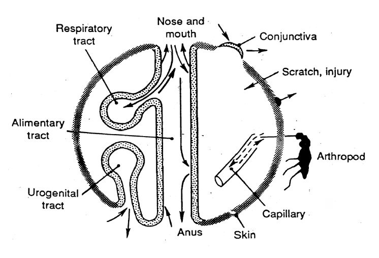 <ul><li><p>Respiratory airway</p></li><li><p>Alimentary tract</p></li><li><p>Conjunctive</p></li><li><p>By inoculation (bires, IV injection)</p></li><li><p>Cutaneous route (with and without injury)</p></li><li><p>Urogenital tract (sexually transmitted)</p></li></ul><p></p>