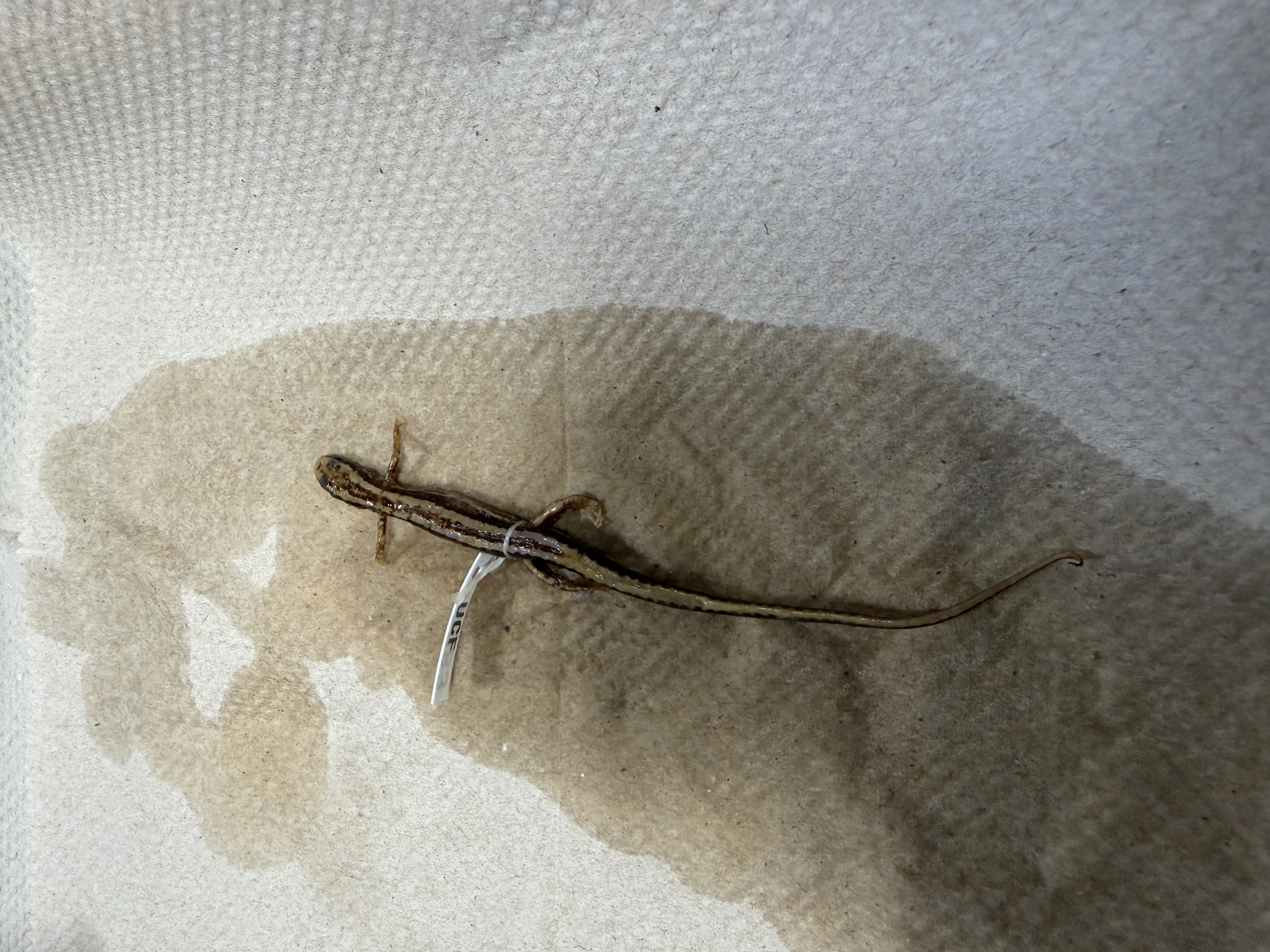 <p>Eurycea guttolineata </p>