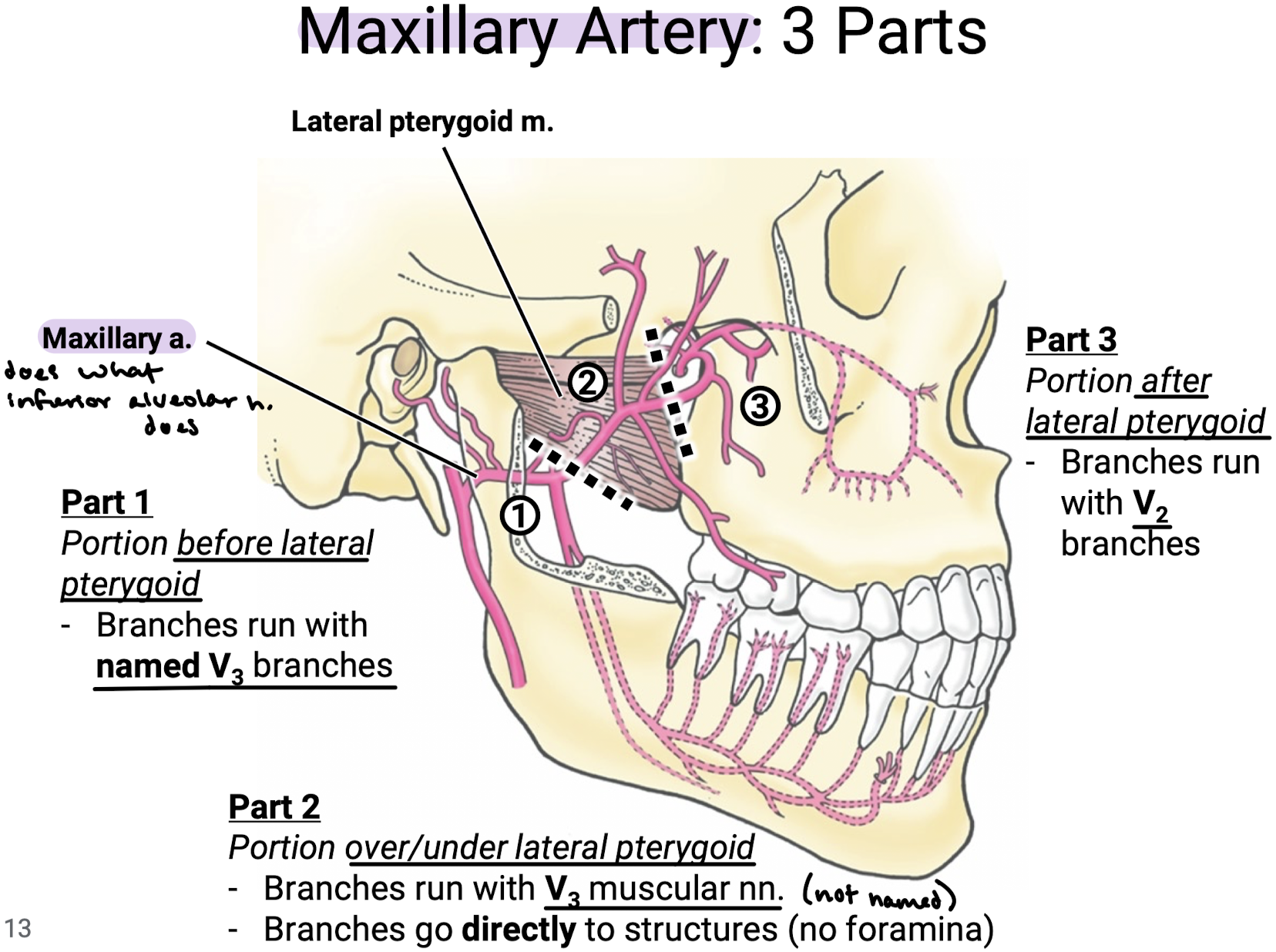 <p>3 Parts:</p><p>Part 1: Portion BEFORE lateral pterygoid, whose branches run with named V3 branches</p><p>Part 2: Portion OVER/UNDER lateral pterygoid, whose branches run with V3 muscular nn. (not named) that go directly to structures (no foramina).</p><p>Part 3: Portion AFTER lateral pterygoid, whose branches run with V2 branches.</p>