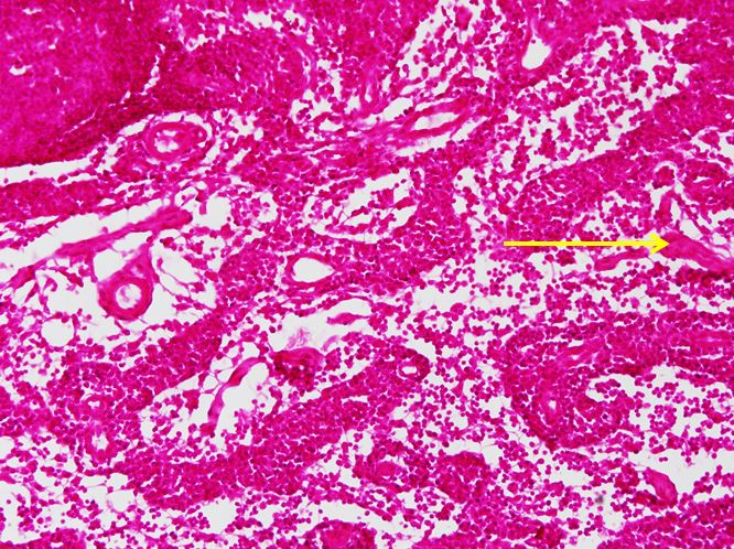 <p>Cấu trúc gì ?</p>