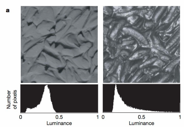 <ol><li><p><strong>frequency </strong>of luminance pixels: strong positive skey in first image histogram (frequency of grey levels) </p></li><li><p><strong>location</strong>: specular highlights & reflections must appear in areas of <strong>high curvature) </strong></p></li></ol><p></p>