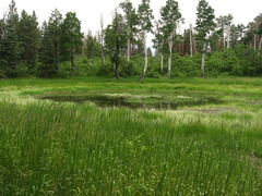 <p>Focus - Exchange of energy, materials, and organisms across multiple ecosystems</p><p>Unit - Many connected ecosystems</p><p>Ex: A bird drinks water in a lake, eats a bug found on a road, and hides in some tall grass in a forested area</p>