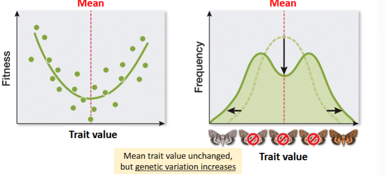 <p>both phentoypes have higher fitness than the mean\</p><p>-unchanged, but genetic variation increases</p>